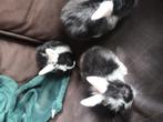 Lieve tamme konijntjes, Dieren en Toebehoren, Konijnen, Meerdere dieren