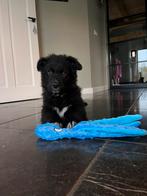 Puppy’s duidse herder x border collie. Pups kruising, Overige rassen, CDV (hondenziekte), 8 tot 15 weken, Meerdere