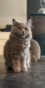 Nog 1 britse langhaar kater beschikbaar, Dieren en Toebehoren, Kater, Gechipt, 0 tot 2 jaar
