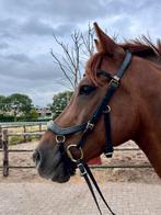 Te koop: Fantastische E-pony (12 jaar, 1.54m), Dieren en Toebehoren, Pony's, E pony (1.48m - 1.57m), Gechipt, Ruin, L