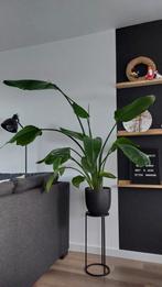 Strelezia Nicolai - Paradijsvogelplant 2 planten., Huis en Inrichting, Kamerplanten, Ophalen, Overige soorten, Halfschaduw, In pot