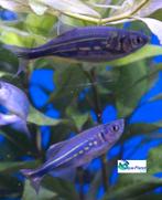 Reuze Danio, Vis, Zoetwatervis, Schoolvis