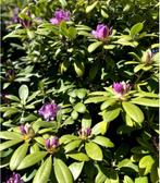 Rhododendronplant, Ophalen, Overige soorten, Minder dan 100 cm