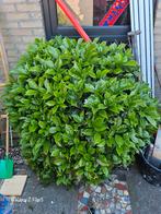 Plant, Tuin en Terras, Ophalen of Verzenden