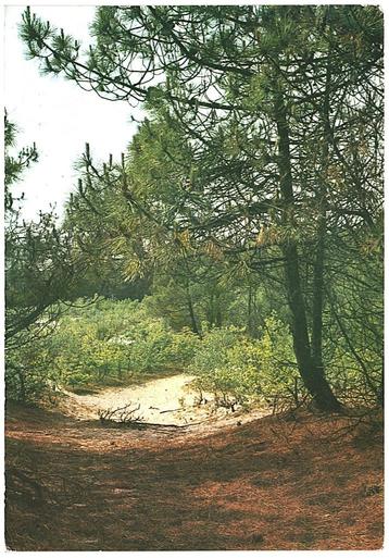 910104 Texel 1974 Gelopen met Postzegel beschikbaar voor biedingen