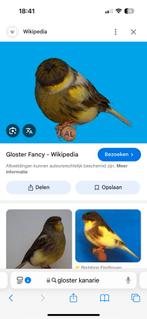 Gezocht kanaries, Dieren en Toebehoren, Vogels | Kanaries, Meerdere dieren