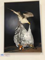 Gekopzilver meeuw, Ophalen