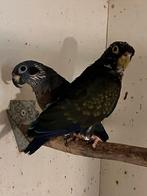 Pionus chalcoptherus , Bronsvleugel pionus, Dieren en Toebehoren, Mannelijk, Papegaai, Geringd