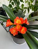 Prachtige, sterke Clivia, Huis en Inrichting, Kamerplanten, Overige soorten, In pot, Minder dan 100 cm, Bloeiende kamerplant