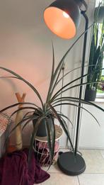 Grote ananas plant, Ophalen, Halfschaduw