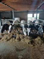 Gezocht pinken kruisling bwb×hf, Dieren en Toebehoren, Runderen, Vrouwelijk, 0 tot 2 jaar