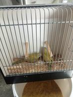 Splendid cinnemon kanssplit lutino, Dieren en Toebehoren, Vogels | Parkieten en Papegaaien, Meerdere dieren, Parkiet