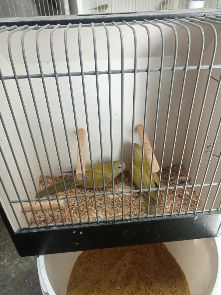 Splendid cinnemon kanssplit lutino, Dieren en Toebehoren, Vogels | Parkieten en Papegaaien, Parkiet, Meerdere dieren