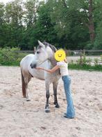 D-pony, Dieren en Toebehoren, Pony's, Gechipt, Ruin, 3 tot 6 jaar, Recreatiepony