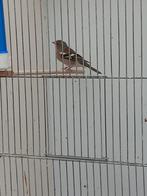 Vink man, Dieren en Toebehoren, Vogels | Overige Vogels, Mannelijk, Tropenvogel, Geringd