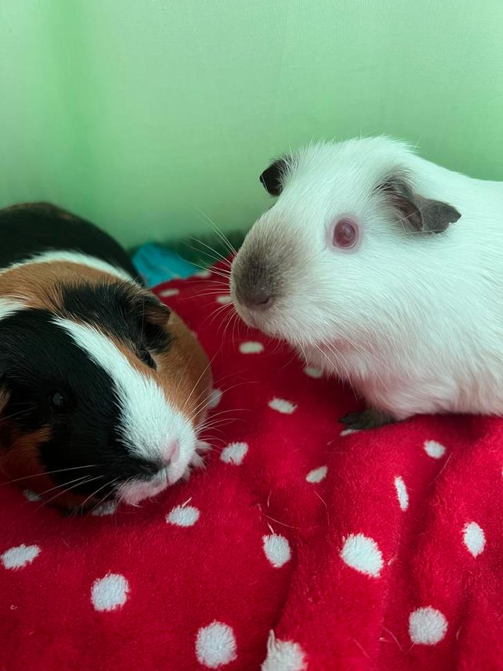 Wit en veel kleurige cavia’s vrouwtjes, Dieren en Toebehoren, Knaagdieren, Vrouwelijk, Cavia, Februari, Tam