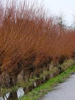 Salix alba Chermesina Schietwilg Witte wilg met gele takken, Ophalen of Verzenden, Lente, Volle zon, Overige soorten