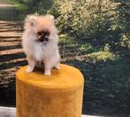 Super lieve pomeriaan, 15 weken tot 1 jaar, Reu, Eén hond, Nederland