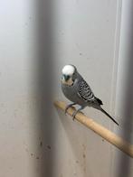 Grasparkieten grijs man, Dieren en Toebehoren, Vogels | Parkieten en Papegaaien, Mannelijk, Parkiet, Geringd