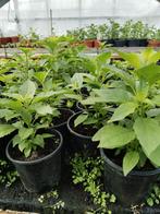 Surinaamse bitawirie planten (oogst klaar) 5,00 per pot., Tuin en Terras, Planten | Tuinplanten, Volle zon, Groenteplanten, Eenjarig