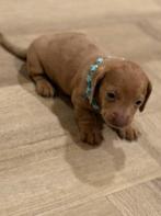 3 prachtige kortharige kaninchen Dwerg teckel reutjes, Dieren en Toebehoren, Honden | Teckels en Dashonden, Parvo, 8 tot 15 weken