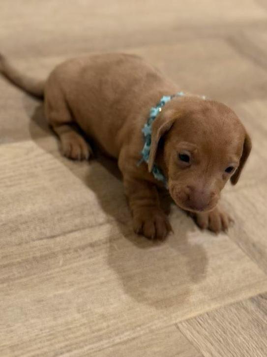 3 prachtige kortharige kaninchen Dwerg teckel reutjes, Dieren en Toebehoren, Honden | Teckels en Dashonden, Meerdere dieren, Korthaar