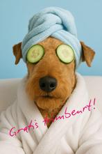 Modelhond gezocht voor eindexamen!, Dieren en Toebehoren, Ophalen, Gebruikt