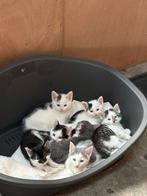 Lieve kittens te koop, Dieren en Toebehoren, Katten en Kittens | Overige Katten, Meerdere dieren