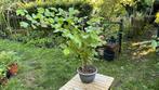 Hazelaar - hazelnotenboom/struik, Ophalen, Minder dan 100 cm, Lente