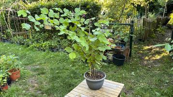 Hazelaar - hazelnotenboom/struik beschikbaar voor biedingen