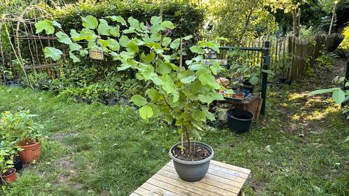 Hazelaar - hazelnotenboom/struik, Tuin en Terras, Planten | Fruitbomen, Minder dan 100 cm, Lente, Ophalen