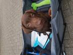 Gezocht chocolade bruine labrador pup, reu, Dieren en Toebehoren, Reu, 8 tot 15 weken, Labrador retriever, Eén hond