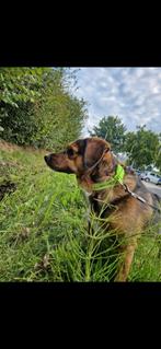 Super lieve hond, Dieren en Toebehoren, Honden | Dekreuen, Rabiës (hondsdolheid), Teef, Eén hond, 3 tot 5 jaar