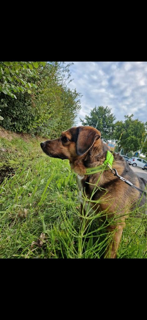 Super lieve hond, Dieren en Toebehoren, Honden | Dekreuen, Teef, Particulier, Eén hond, Nederland, 3 tot 5 jaar, CDV (hondenziekte)