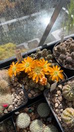 Te koop cactussen., Tuin en Terras, Planten | Tuinplanten, Volle zon, Vaste plant, Lente, Ophalen