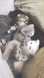 Lieve Scottish Fold & Straight kittens – zindelijk & sociaal, Meerdere dieren, 0 tot 2 jaar
