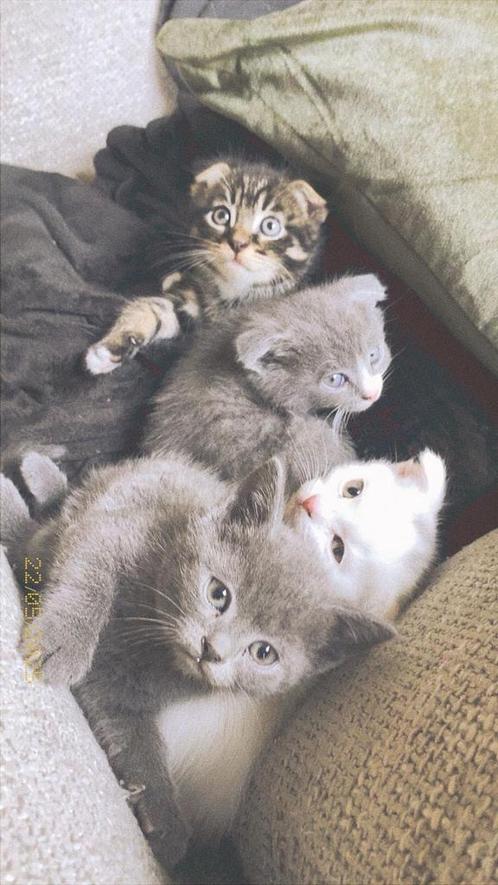 Lieve Scottish Fold & Straight kittens – zindelijk & sociaal, Dieren en Toebehoren, Katten en Kittens | Raskatten | Langhaar, Meerdere dieren