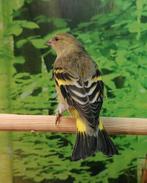 Zwartkopsijzen diverse koppels., Meerdere dieren