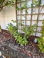 Laurierkers 50cm hoog, Tuin en Terras, Planten | Bomen, Ophalen, Volle zon, Overige soorten