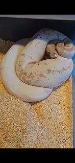 1.0 banana pastel pied fm, Dieren en Toebehoren, Reptielen en Amfibieën, Slang, 0 tot 2 jaar, Tam