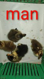 Gesexte pullen loopeend., Dieren en Toebehoren, Pluimvee, Meerdere dieren, Eend