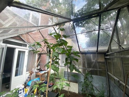 Westlandse hobbykas, Tuin en Terras, Kassen, Gebruikt, Muurkas, Aluminium, Glas, Ophalen