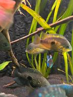 Cryptohero Myrnae cichlide 3x, Dieren en Toebehoren, Vissen | Aquariumvissen, Vis, Zoetwatervis