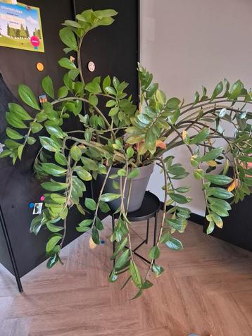 Zamioculcas Zamiifolia beschikbaar voor biedingen