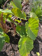 Alocasia wanti voor buiten, Ophalen of Verzenden