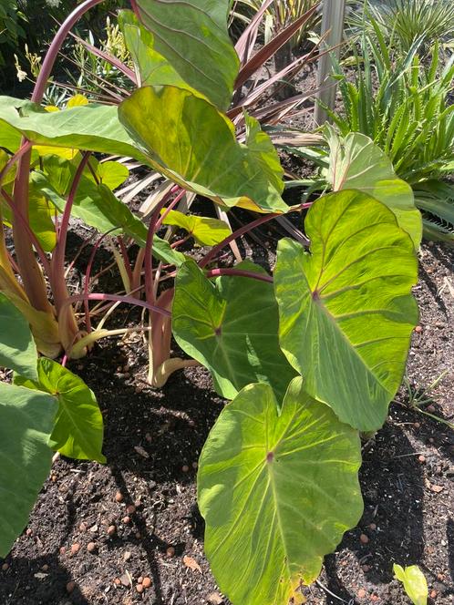 Alocasia wanti voor buiten, Tuin en Terras, Planten | Tuinplanten, Ophalen of Verzenden