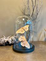 Glazen stolp met nachtvlinders vlinderstolp, Nieuw, Ophalen of Verzenden