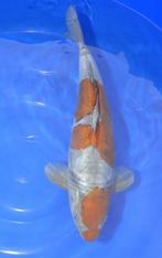 Doitsu Ochiba, Dieren en Toebehoren, Karper of Koi