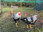 Twentse hoen. Haan en hen, Dieren en Toebehoren, Pluimvee, Meerdere dieren, Kip