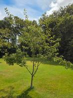 Perenboom 2,5 meter hoog, Ophalen